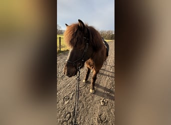 Islandpferd, Wallach, 14 Jahre, 140 cm