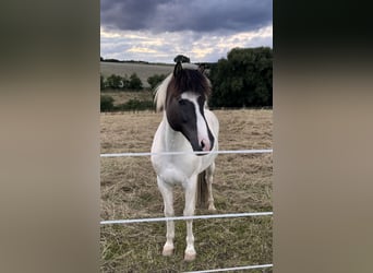 Islandpferd, Wallach, 14 Jahre, 140 cm, Schecke
