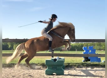 Islandpferd, Wallach, 14 Jahre, 141 cm, Fuchs