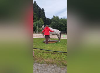 Islandpferd, Wallach, 14 Jahre, 142 cm, Apfelschimmel