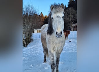 Islandpferd, Wallach, 14 Jahre, 142 cm, Apfelschimmel