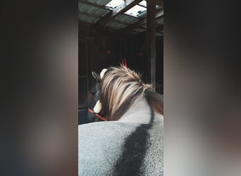 Islandpferd, Wallach, 14 Jahre, 142 cm, Falbe