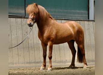 Islandpferd, Wallach, 14 Jahre, 142 cm, Fuchs