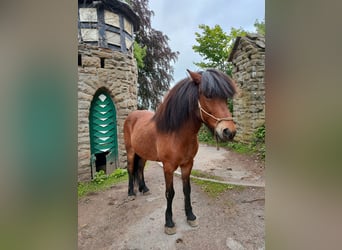 Islandpferd, Wallach, 14 Jahre, 143 cm, Brauner
