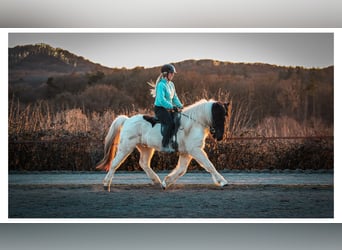 Islandpferd, Wallach, 14 Jahre, 143 cm, Schecke