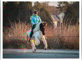 Islandpferd, Wallach, 14 Jahre, 143 cm, Schecke