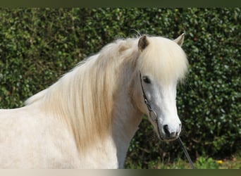 Islandpferd, Wallach, 14 Jahre, 143 cm, Schimmel