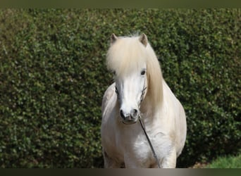 Islandpferd, Wallach, 14 Jahre, 143 cm, Schimmel