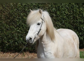 Islandpferd, Wallach, 14 Jahre, 143 cm, Schimmel