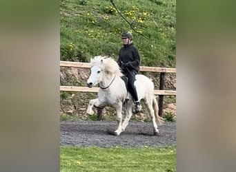 Islandpferd, Wallach, 14 Jahre, 143 cm, Schimmel