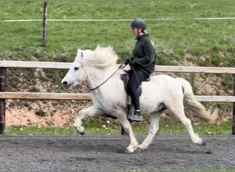 Islandpferd, Wallach, 14 Jahre, 143 cm, Schimmel
