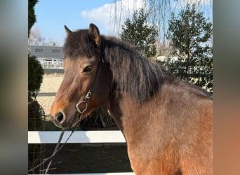 Islandpferd, Wallach, 14 Jahre, 144 cm, Brauner