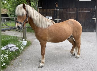 Islandpferd, Wallach, 14 Jahre, 145 cm, Fuchs