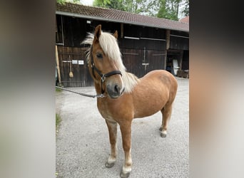 Islandpferd, Wallach, 14 Jahre, 145 cm, Fuchs
