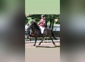 Islandpferd, Wallach, 14 Jahre, 145 cm, Rappe