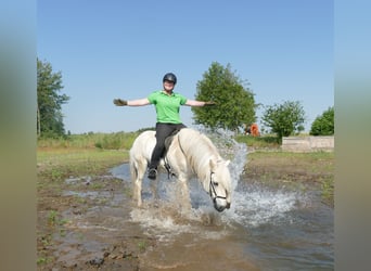 Islandpferd, Wallach, 14 Jahre, 145 cm, Schimmel
