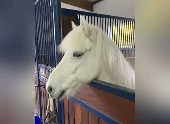 Islandpferd, Wallach, 14 Jahre