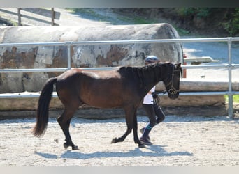 Islandpferd, Wallach, 15 Jahre, 130 cm, Rappe