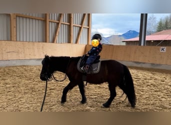 Islandpferd, Wallach, 15 Jahre, 132 cm, Rappe