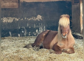 Islandpferd, Wallach, 15 Jahre, 135 cm, Fuchs