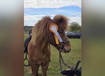 Islandpferd, Wallach, 15 Jahre, 135 cm, Fuchs