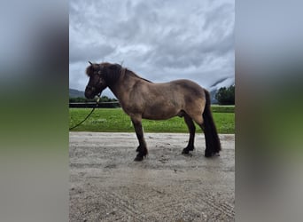 Islandpferd, Wallach, 15 Jahre, 137 cm, Falbe