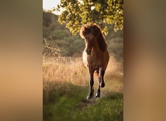 Islandpferd, Wallach, 15 Jahre, 138 cm
