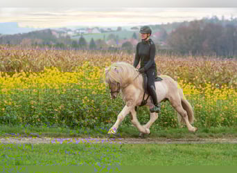 Islandpferd, Wallach, 15 Jahre, 139 cm, Schecke