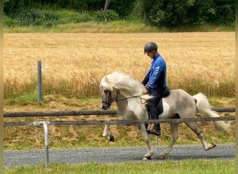 Islandpferd, Wallach, 15 Jahre, 139 cm, Schecke