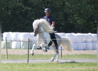Islandpferd, Wallach, 15 Jahre, 139 cm, Schecke