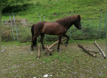Islandpferd, Wallach, 15 Jahre, 140 cm, Dunkelbrauner