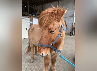 Islandpferd, Wallach, 15 Jahre, 140 cm, Falbe