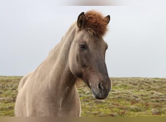 Islandpferd, Wallach, 15 Jahre, 140 cm