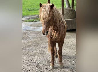 Islandpferd, Wallach, 15 Jahre, 140 cm, Fuchs