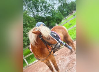 Islandpferd, Wallach, 15 Jahre, 140 cm, Fuchs