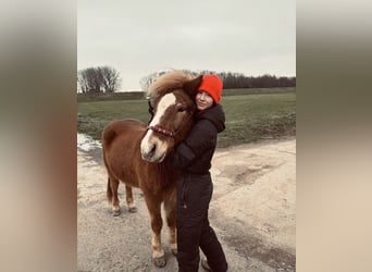Islandpferd, Wallach, 15 Jahre, 140 cm, Fuchs
