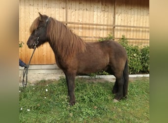 Islandpferd, Wallach, 15 Jahre, 140 cm, Rappe
