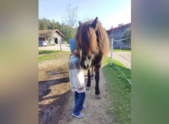 Islandpferd, Wallach, 15 Jahre, 140 cm, Rappe