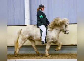 Islandpferd, Wallach, 15 Jahre, 140 cm, White