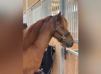 Islandpferd, Wallach, 15 Jahre, 141 cm, Dunkelfuchs