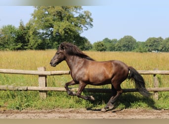 Islandpferd, Wallach, 15 Jahre, 141 cm, Rappe