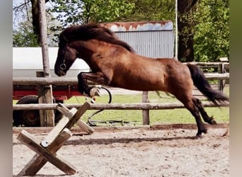 Islandpferd, Wallach, 15 Jahre, 141 cm, Rappe