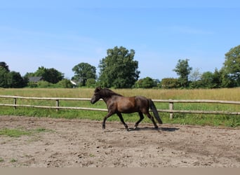 Islandpferd, Wallach, 15 Jahre, 141 cm, Rappe