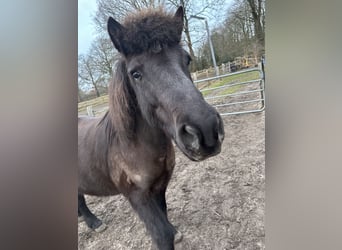 Islandpferd, Wallach, 15 Jahre, 141 cm, Rappe