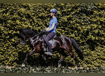 Islandpferd, Wallach, 15 Jahre, 141 cm, Rappe