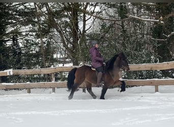 Islandpferd, Wallach, 15 Jahre, 142 cm, Brauner