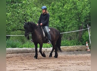 Islandpferd, Wallach, 15 Jahre, 143 cm, Rappe