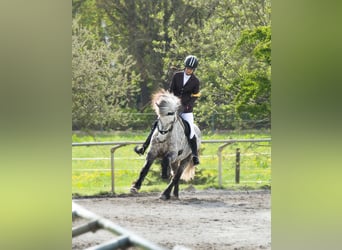 Islandpferd, Wallach, 15 Jahre, 144 cm, Apfelschimmel