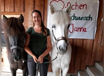 Islandpferd, Wallach, 15 Jahre, 145 cm