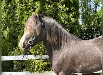 Islandpferd, Wallach, 15 Jahre, 145 cm, Rappe